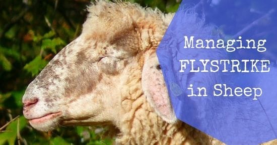 Controlling Blowfly Strike in Sheep this Spring
